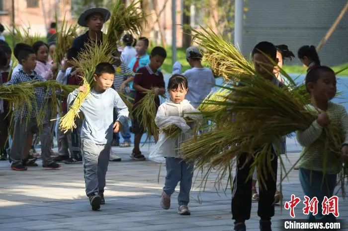 資料圖：小學(xué)生們體驗收割水稻。陳超 攝